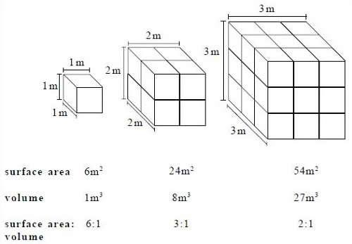 Figura con la propoción entre superficie y área
